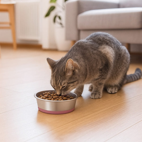 Plato para mascotas Pipo