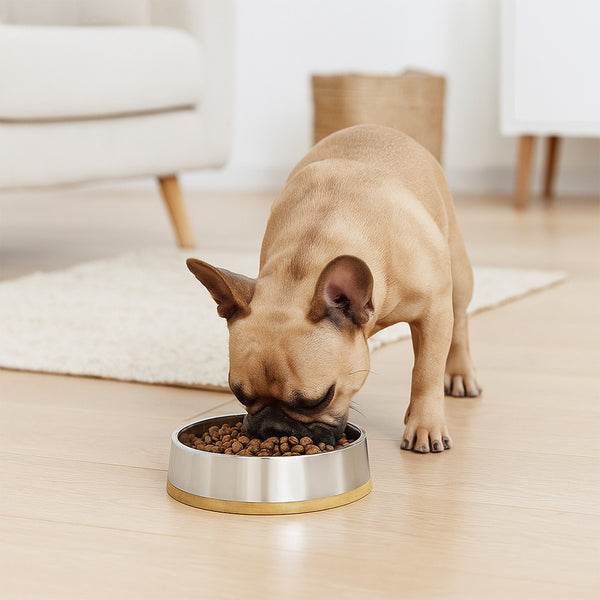 Plato para mascotas Pecas